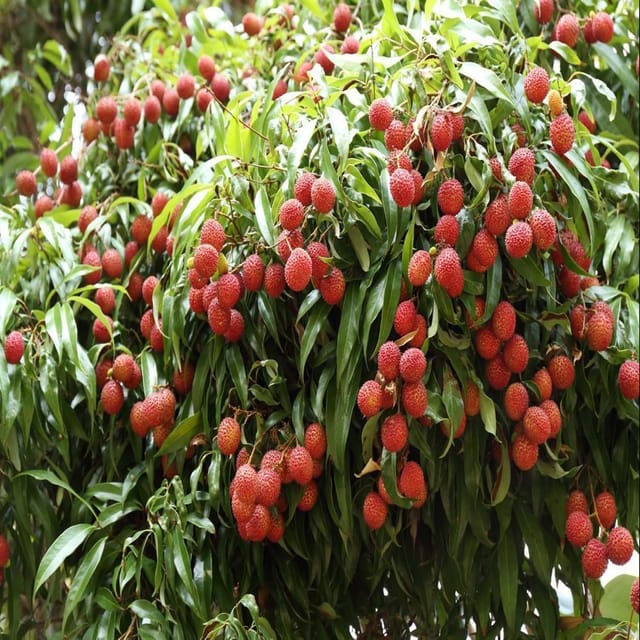 Litchi Chinensis Variety Lychee Fruit (Air Layering/Grafted) Plants & Tree(1-2 Feet Size) - Tapobon