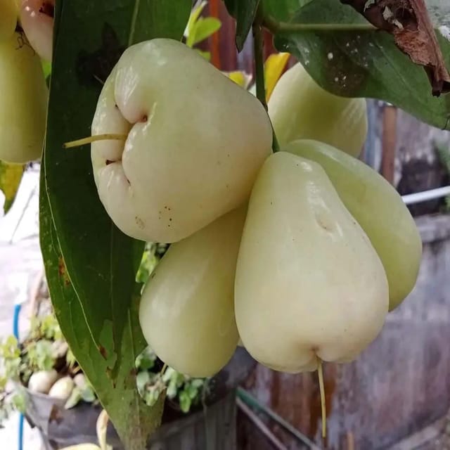 White Wax Apple Water Apple Java Apple Variety Fruit (Air Layering/Grafted) Plants & Tree(1.5-3 Feet Size) - Tapobon