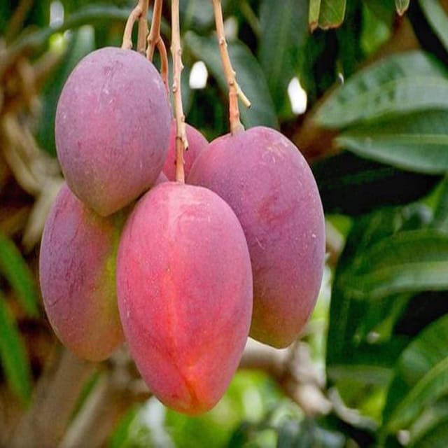 Mango American Kent Variety Grafted Aam Fruit Plants & Tree(1.5-3 Feet Size) - Tapobon