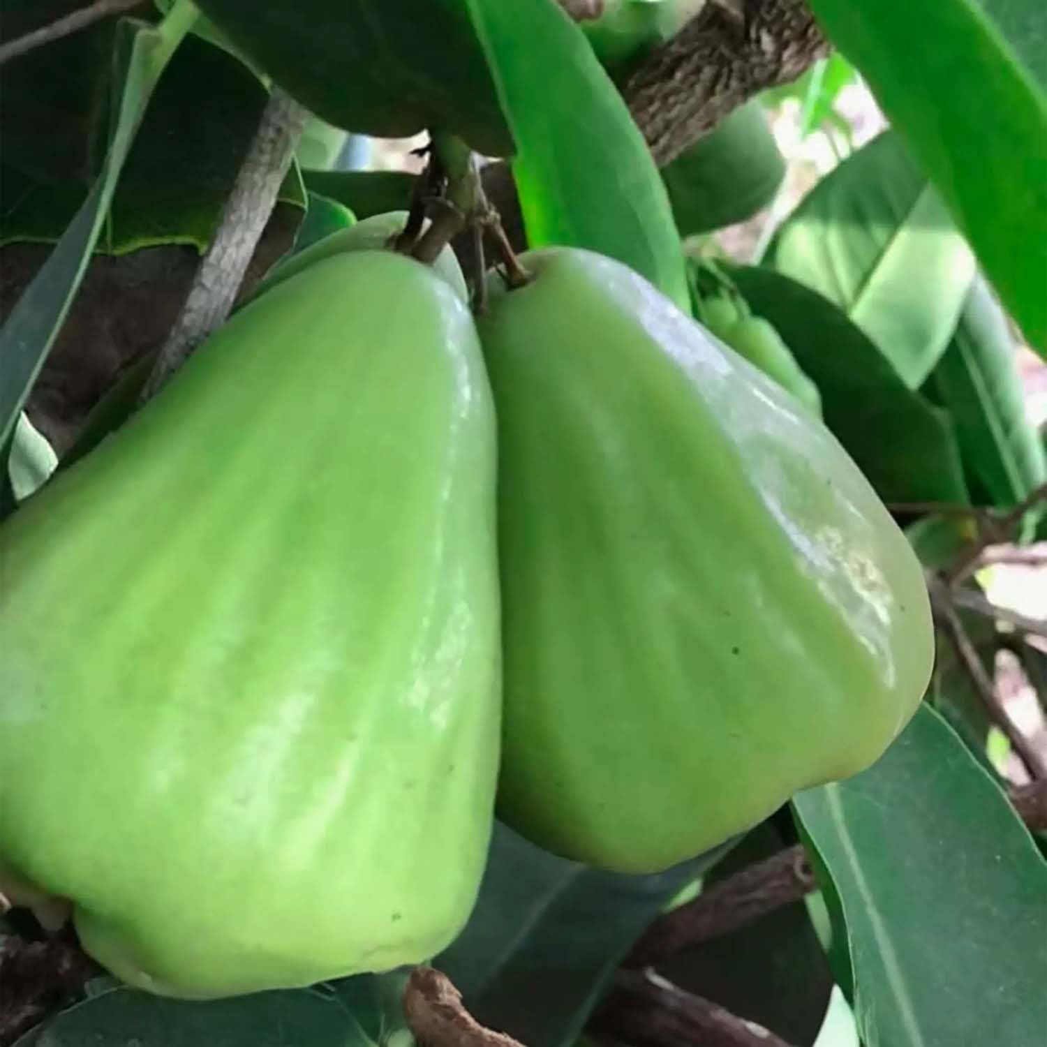 Thai Green All Time Wax Apple Water Apple Java Apple Variety Fruit (Air Layering/Grafted) Plants & Tree(1.5-3 Feet Size) - Tapobon