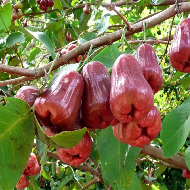 Thai Green All Time Wax Apple Water Apple Java Apple Variety Fruit (Air Layering/Grafted) Plants & Tree(1.5-3 Feet Size) - Tapobon