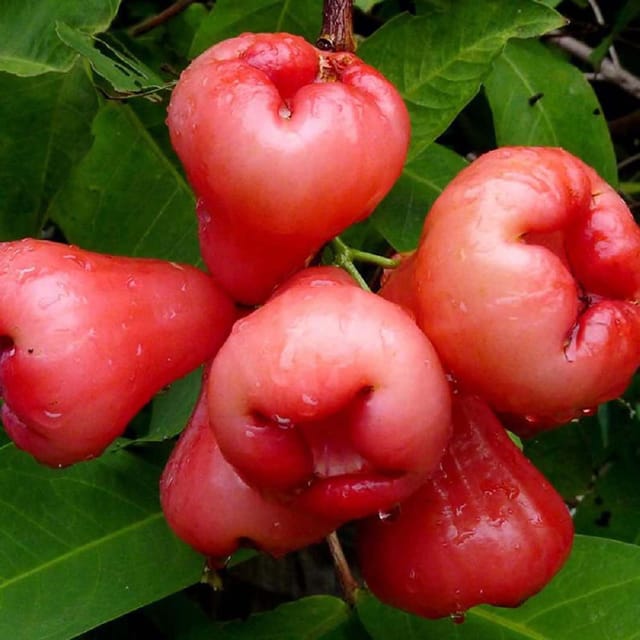 Red Wax Apple Water Apple Java Apple Variety Fruit (Air Layering/Grafted) Plants & Tree(1.5-3 Feet Size) - Tapobon