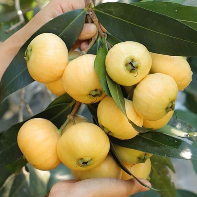 Rose Apple Gulab Jamun Jambos Variety Fruit (Air Layering/Grafted) Plants & Tree(1.5-3 Feet Size) - Tapobon Rose Apple Gulab Jamun Jambos Variety Fruit (Air Layering/Grafted) Plants & Tree(1.5-3 Feet Size) - Tapobon