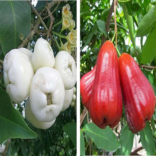 Combo White & Red Malay Wax Apple Water Apple Java Apple Variety Fruit (Air Layering/Grafted) Plants & Tree(1.5-3 Feet Size) (Pack of 2) - Tapobon