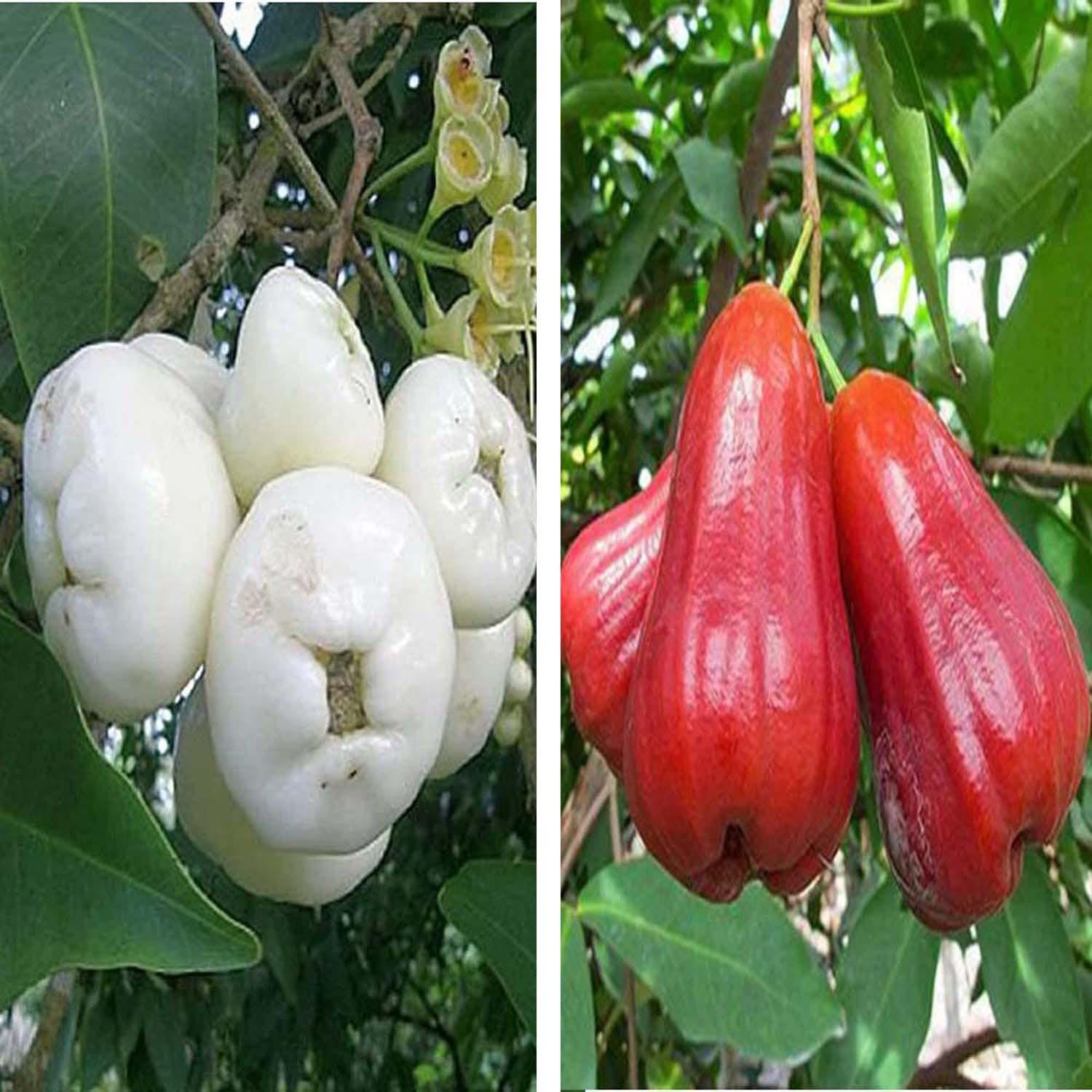 Combo White & Red Malay Wax Apple Water Apple Java Apple Variety Fruit (Air Layering/Grafted) Plants & Tree(1.5-3 Feet Size) (Pack of 2) - Tapobon