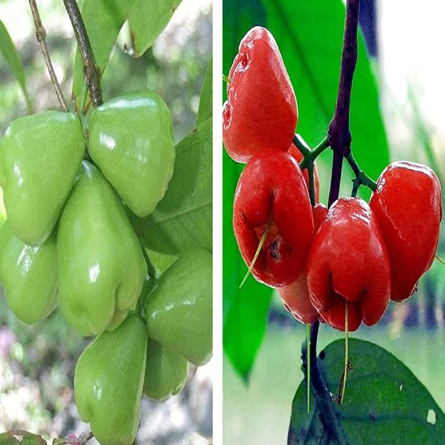 Combo Thai Green All Time & Red Wax Apple Water Apple Java Apple Variety Fruit (Air Layering/Grafted) Plants & Tree(1.5-3 Feet Size) (Pack of 2) - Tapobon