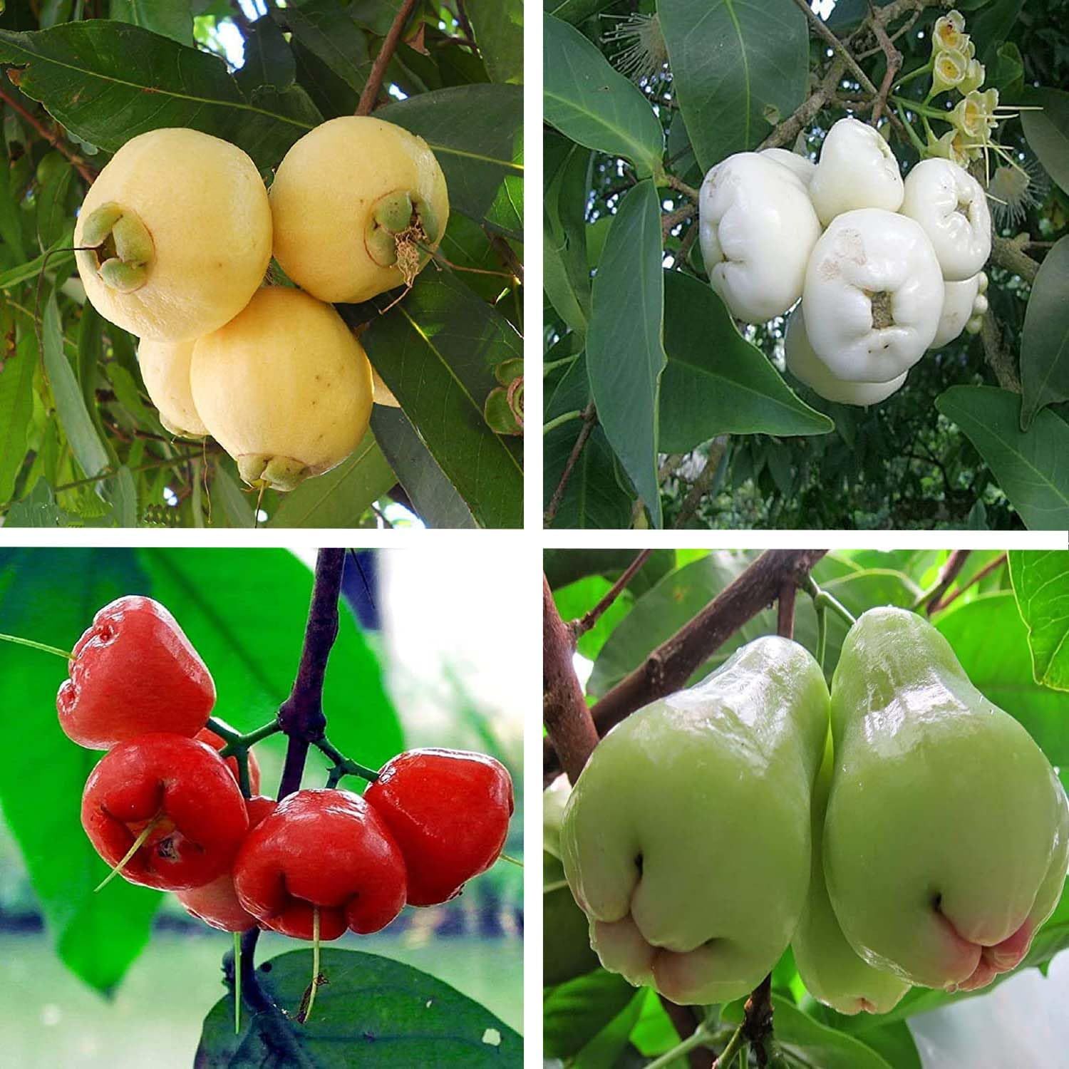 Combo Rose Apple Gulab Jamun,White,Red & Mixed Color Wax Apple Water Apple Java Apple Variety Fruit (Air Layering/Grafted) Plants & Tree(1.5-3 Feet Size) (Pack of 4) - Tapobon