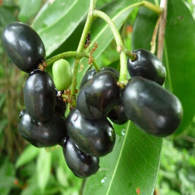 Thai Black Jamun Jambolan Variety Grafted Jam Fruit Plants & Tree(1.5-3 Feet Size) - Tapobon