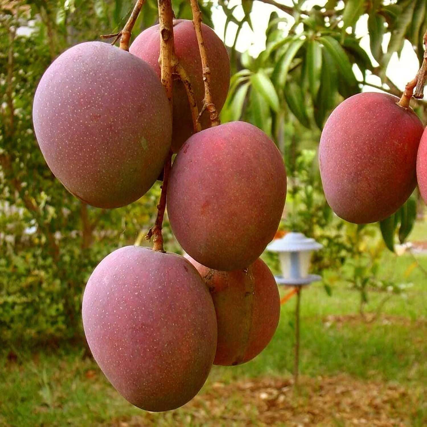 Mango American Red Palmar Variety Grafted Aam Fruit Plants & Tree(1.5-3 Feet Size) - Tapobon