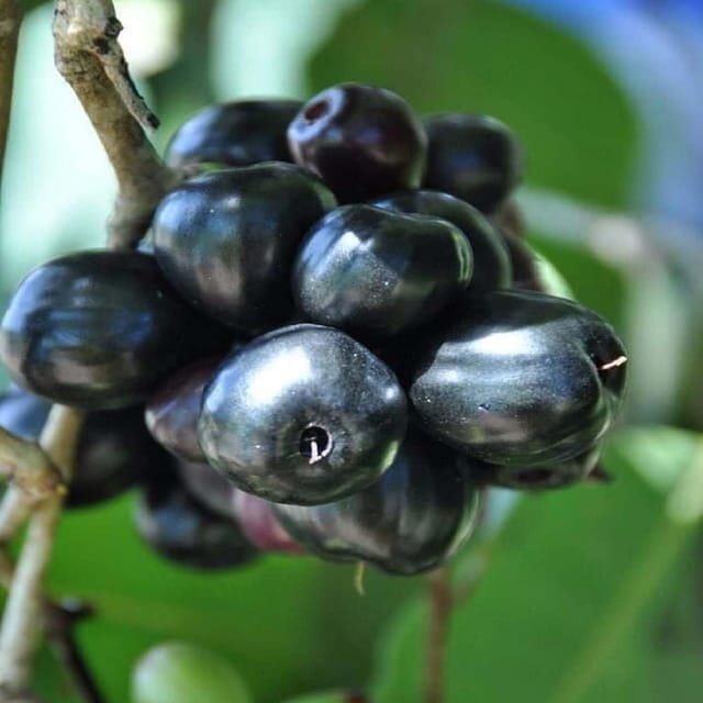 Badama Black Jamun Jambolan Variety Grafted Jam Fruit Plants & Tree(1.5-3 Feet Size) - Tapobon