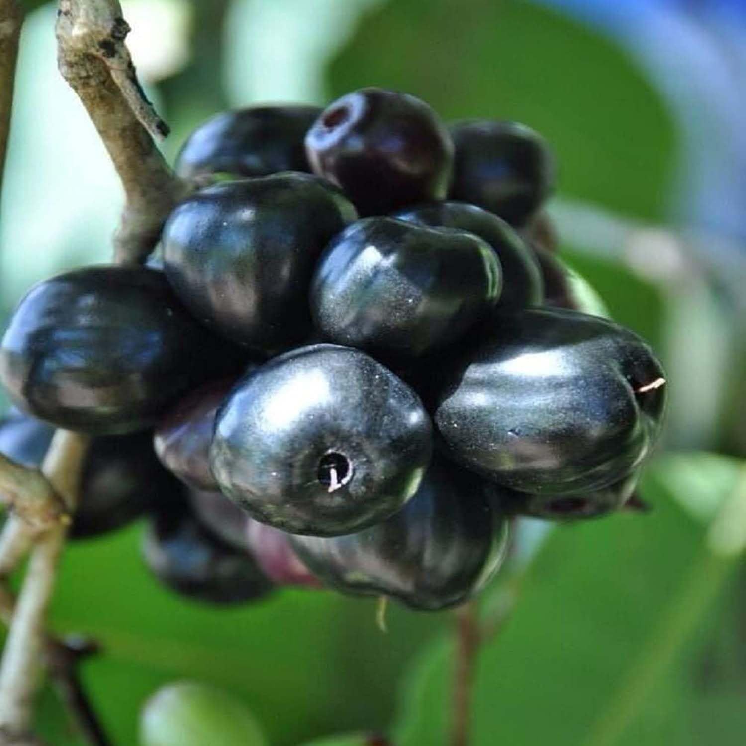 Badama Black Jamun Jambolan Variety Grafted Jam Fruit Plants & Tree(1.5-3 Feet Size) - Tapobon