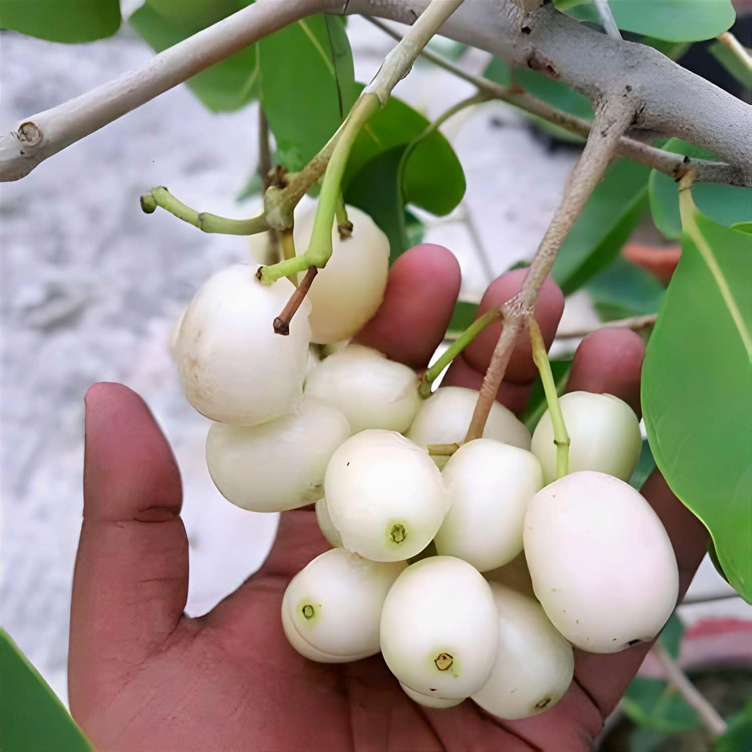 White Jamun Jambolan Variety Grafted Jam Fruit Plants & Tree(1.5-3 Feet Size) - Tapobon