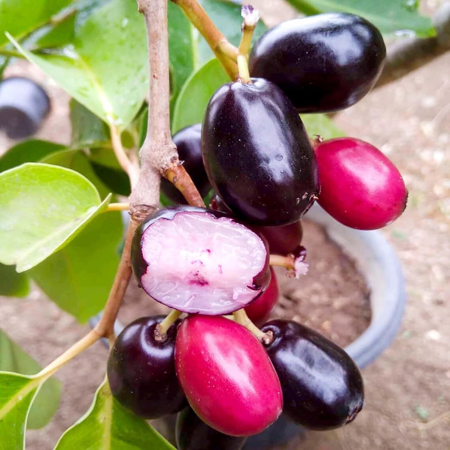 Seedless Black Jamun Jambolan Variety Grafted Jam Fruit Plants & Tree(1.5-3 Feet Size) - Tapobon