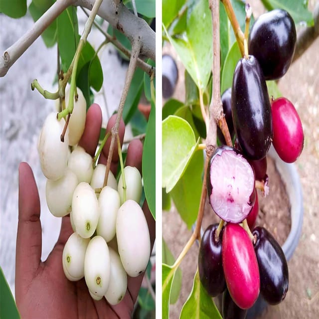 Combo White & Seedless Black Jamun Jambolan Variety Grafted Jam Fruit Plants & Tree(1.5-3 Feet Size) (Pack of 2) - Tapobon