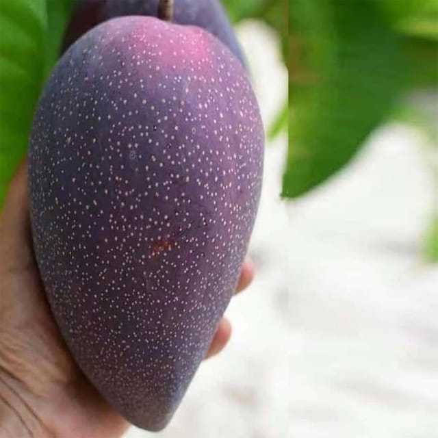 Mango BN 7 Variety Grafted Aam Fruit Plants & Tree(1.5-3 Feet Size) - Tapobon