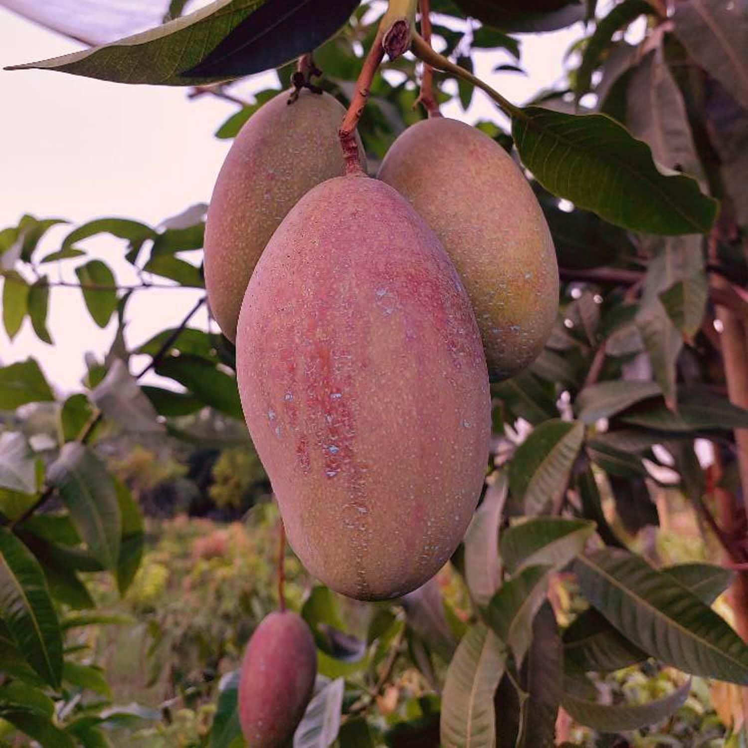 Mango Osteen Variety Grafted Aam Fruit Plants & Tree(1.5-3 Feet Size) - Tapobon
