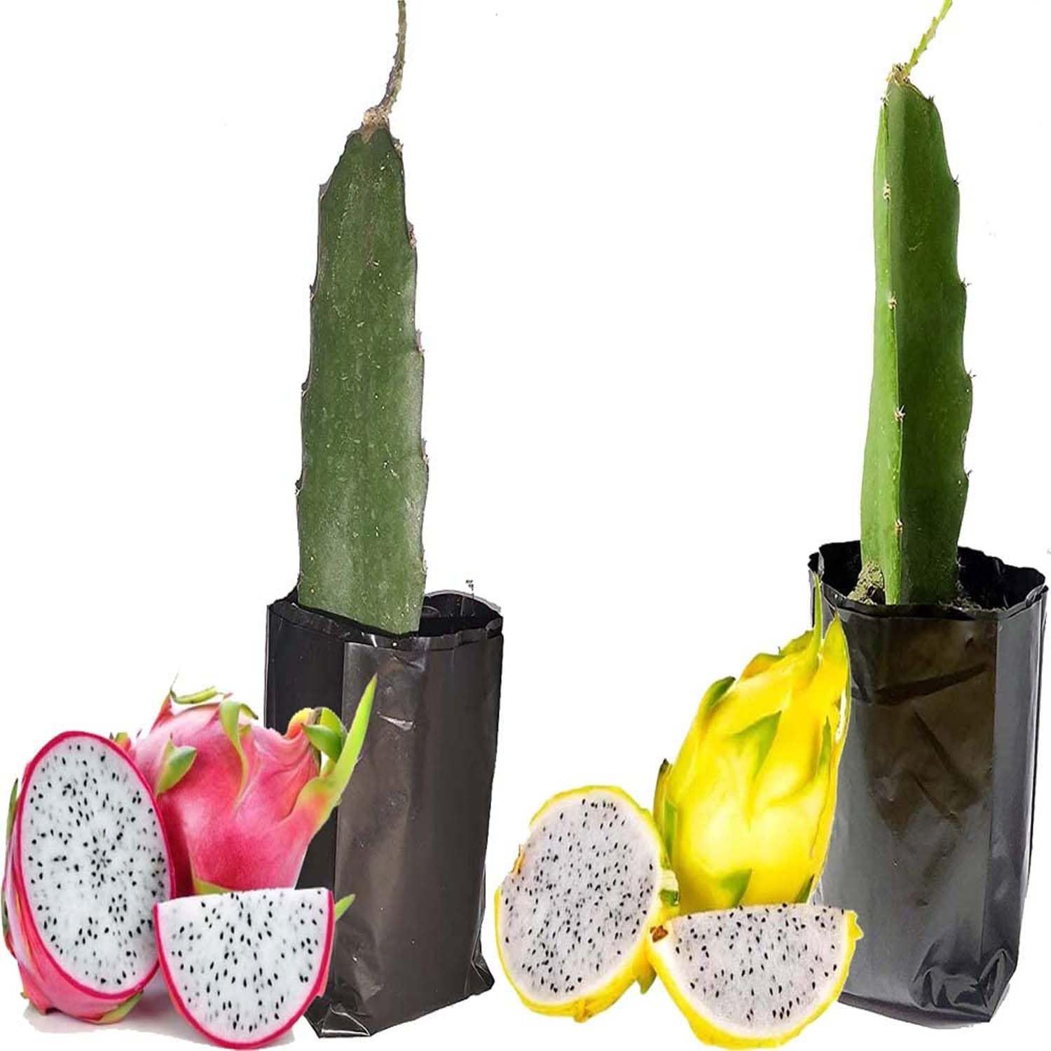 Combo Dragon White & Yellow Colombiana Variety Fruit (Cutting/Grafted) Plants & Tree(1-2 Feet Size) (Pack of 2) - Tapobon