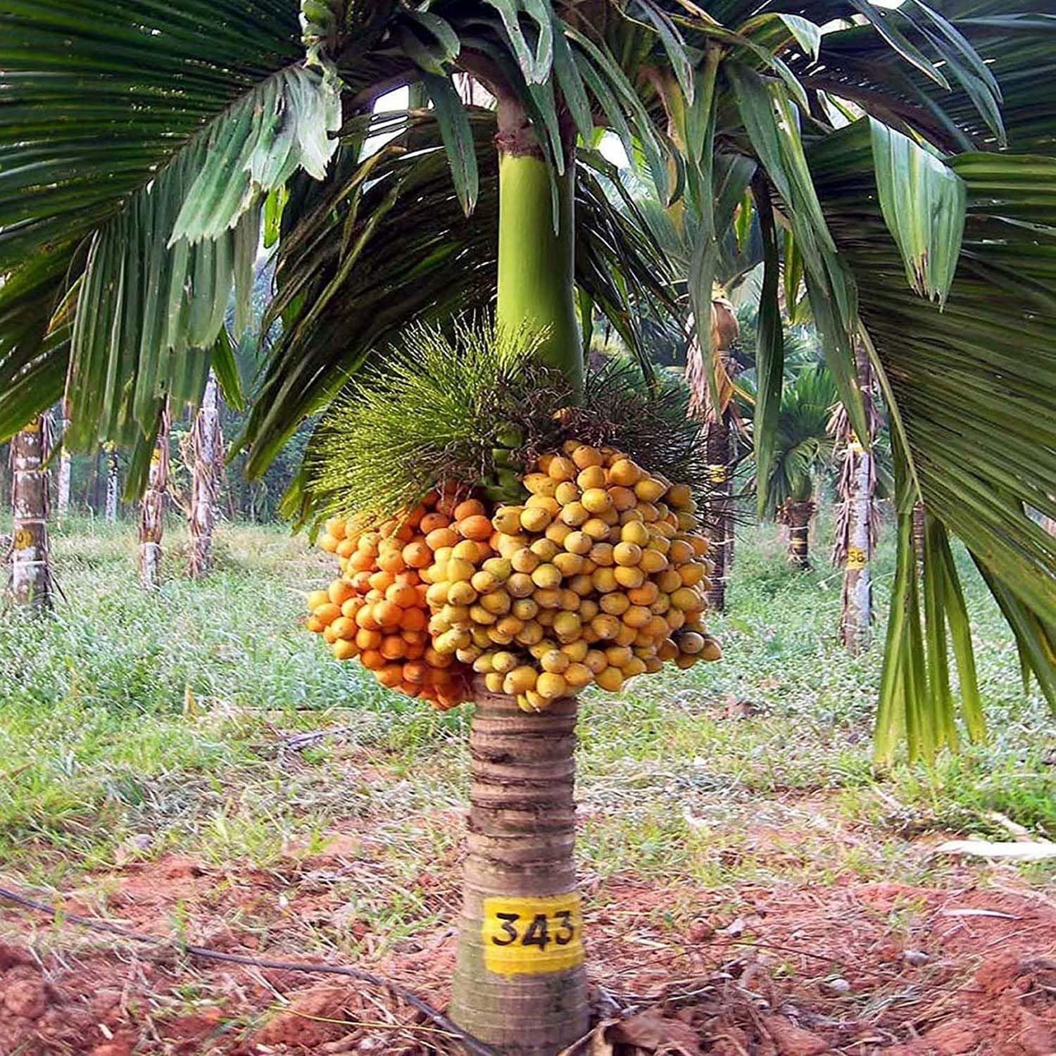 Arecanut Inter Mangala Variety Betel Nut Hybrid Dwarf Plants & Tree(1.5-3 Feet Size) - Tapobon