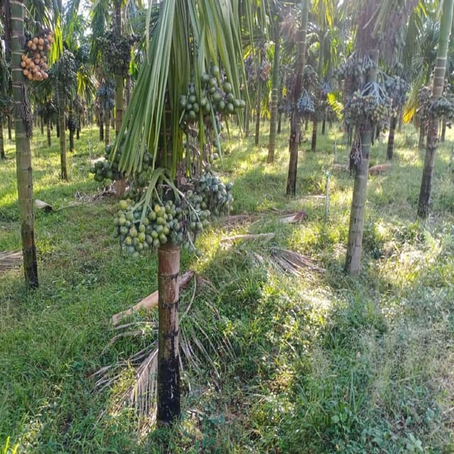 Arecanut VTLAH -1 Vittal Hybrid-1 Variety Betel Nut Hybrid Dwarf Plants & Tree(1.5-3 Feet Size) - Tapobon