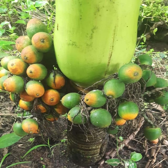 Arecanut VTLAH -2 Vittal Hybrid-2 Variety Betel Nut Hybrid Dwarf Plants & Tree(1.5-3 Feet Size) - Tapobon