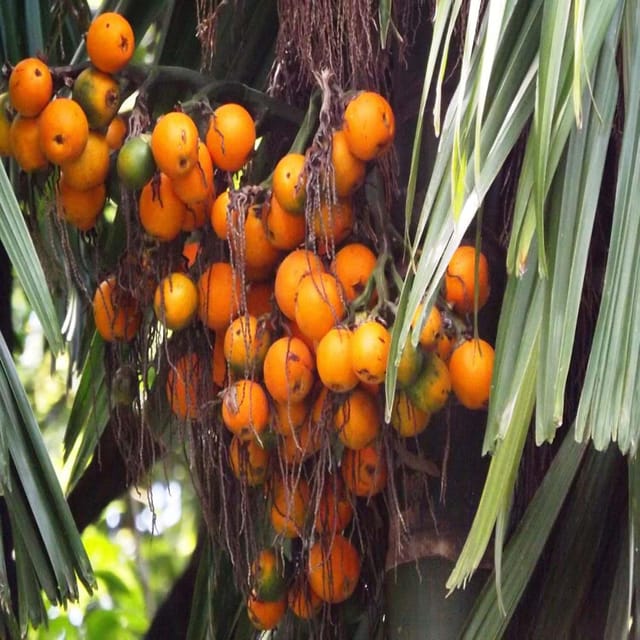Arecanut Assam Pati Variety Betel Nut Plants & Tree(1.5-3 Feet Size) - Tapobon