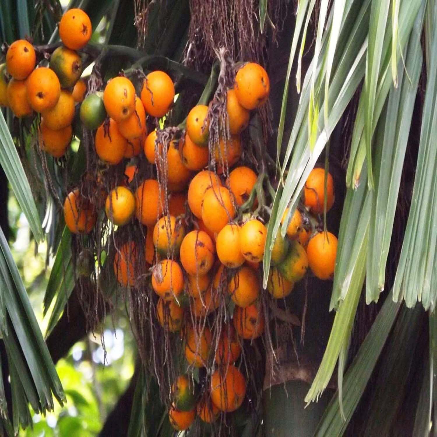 Arecanut Assam Pati Variety Betel Nut Plants & Tree(1.5-3 Feet Size) - Tapobon