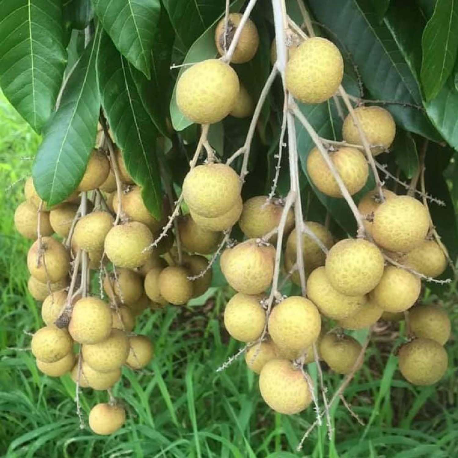 Brown Variety Dragon Eye Longan Grafted Fruit Plants & Tree(1-2 Feet Size) - Tapobon