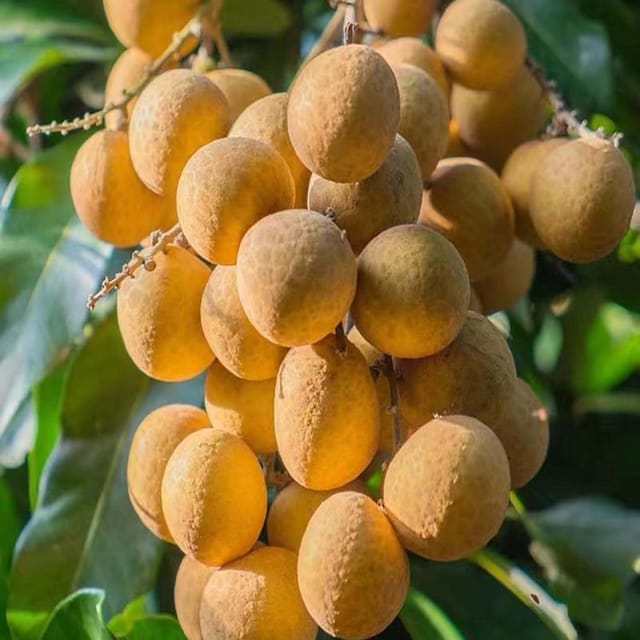 Daw Variety Dragon Eye Longan Grafted Fruit Plants & Tree(1-2 Feet Size) - Tapobon