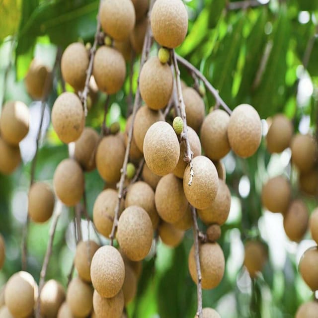 Diamond River Variety Dragon Eye Longan Grafted Plants & Tree(1-2 Feet Size) - Tapobon