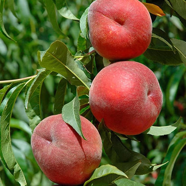 Floridaprince Peach Variety Fruit Grafted Plants & Tree(2-3 Feet Size) - Tapobon