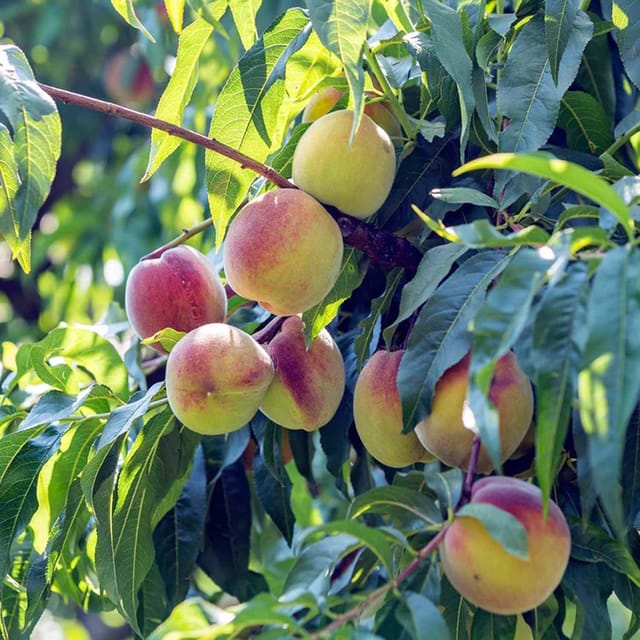 Prabhat Peach Variety Fruit Grafted Plants & Tree(2-3 Feet Size) - Tapobon