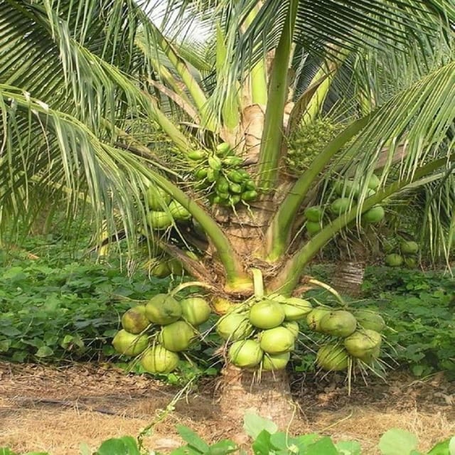 Coconut Kerala Kalpasree Hybrid Dwarf Varaity Fruit Plants & Tree(2-4 Feet Size) - Tapobon