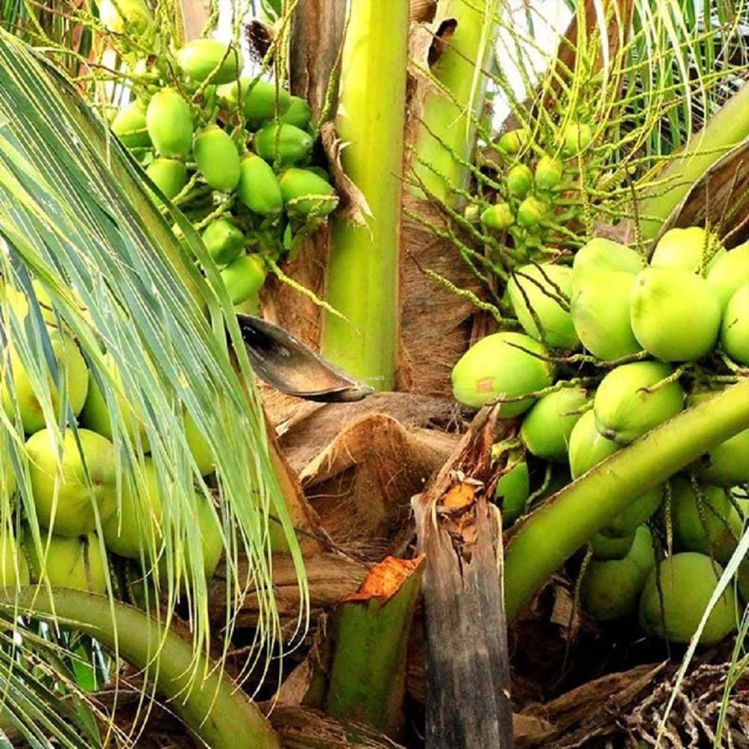 Coconut Tall Varaity Fruit Plants & Tree(2-4 Feet Size) - Tapobon