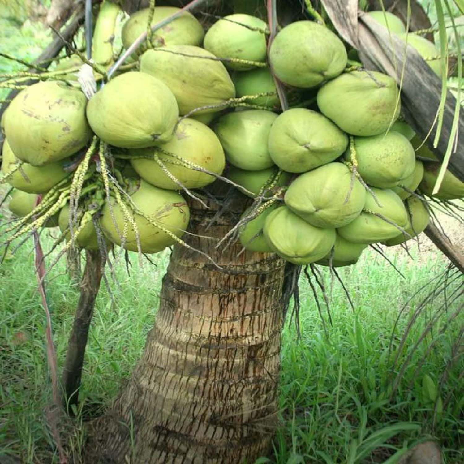 Coconut Ganga Bondam Hybrid Dwarf Varaity Fruit Plants & Tree(2-4 Feet Size) - Tapobon