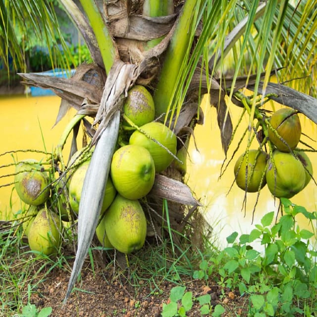 Coconut Mekong Delta Vietnam Hybrid Dwarf Varaity Fruit Plants & Tree(1Feet ) - Tapobon Coconut Mekong Delta Vietnam Hybrid Dwarf Varaity Fruit Plants & Tree(1Feet ) - Tapobon