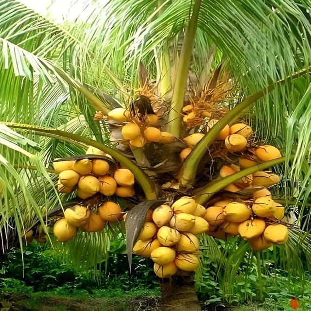 Coconut Malaysian Orange Hybrid Dwarf Varaity Fruit Plants & Tree(1-2Feet Size) - Tapobon