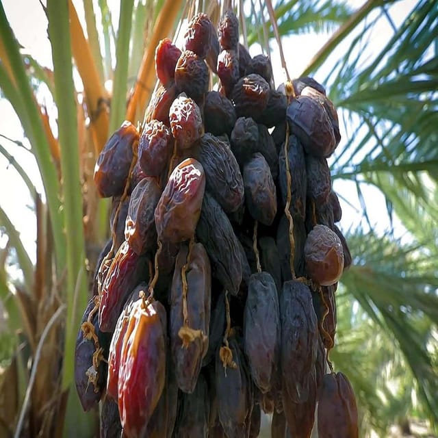Dates Palm Ajwa Khurma Khajoor Arabian Variety Dwarf Fruit Plants & Tree(1.5-3 Feet Size) - Tapobon