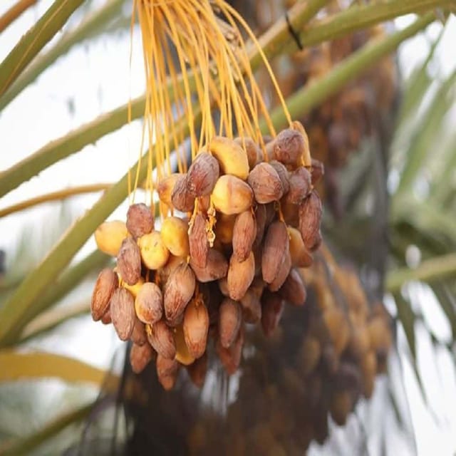 Dates Palm Deglet Noor Khurma Khajoor Arabian Variety Dwarf Fruit Plants & Tree(1.5-3 Feet Size) - Tapobon