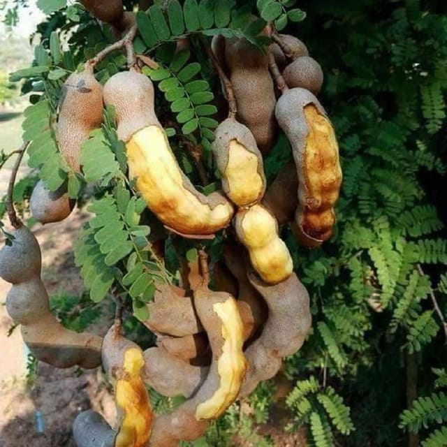 Tamarind Thai Sweet Variety Imli Fruit Grafted Plants & Tree(1.5-3 Feet Size) - Tapobon