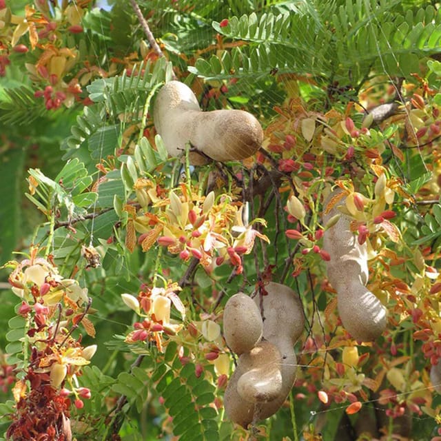 Tamarind Sour Vantoor Variety Imli Fruit Grafted Plants & Tree(1.5-3 Feet Size) - Tapobon