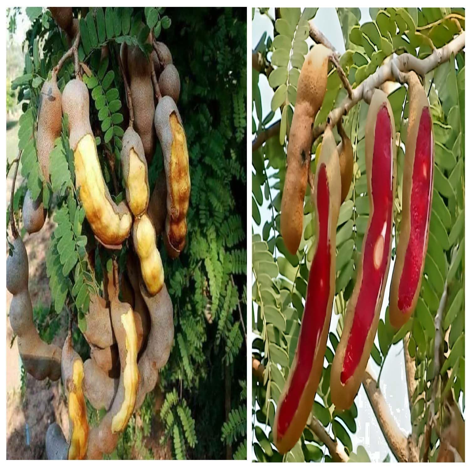 Combo Tamarind Thai Sweet & Red Sweet Variety Imli Fruit Grafted Plants & Tree(1.5-3 Feet Size) (Pack of 2) - Tapobon