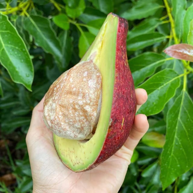 Avocado Miami Red Butter Fruit variety Grafted Plants & Tree(1.5-3 Feet Size) - Tapobon