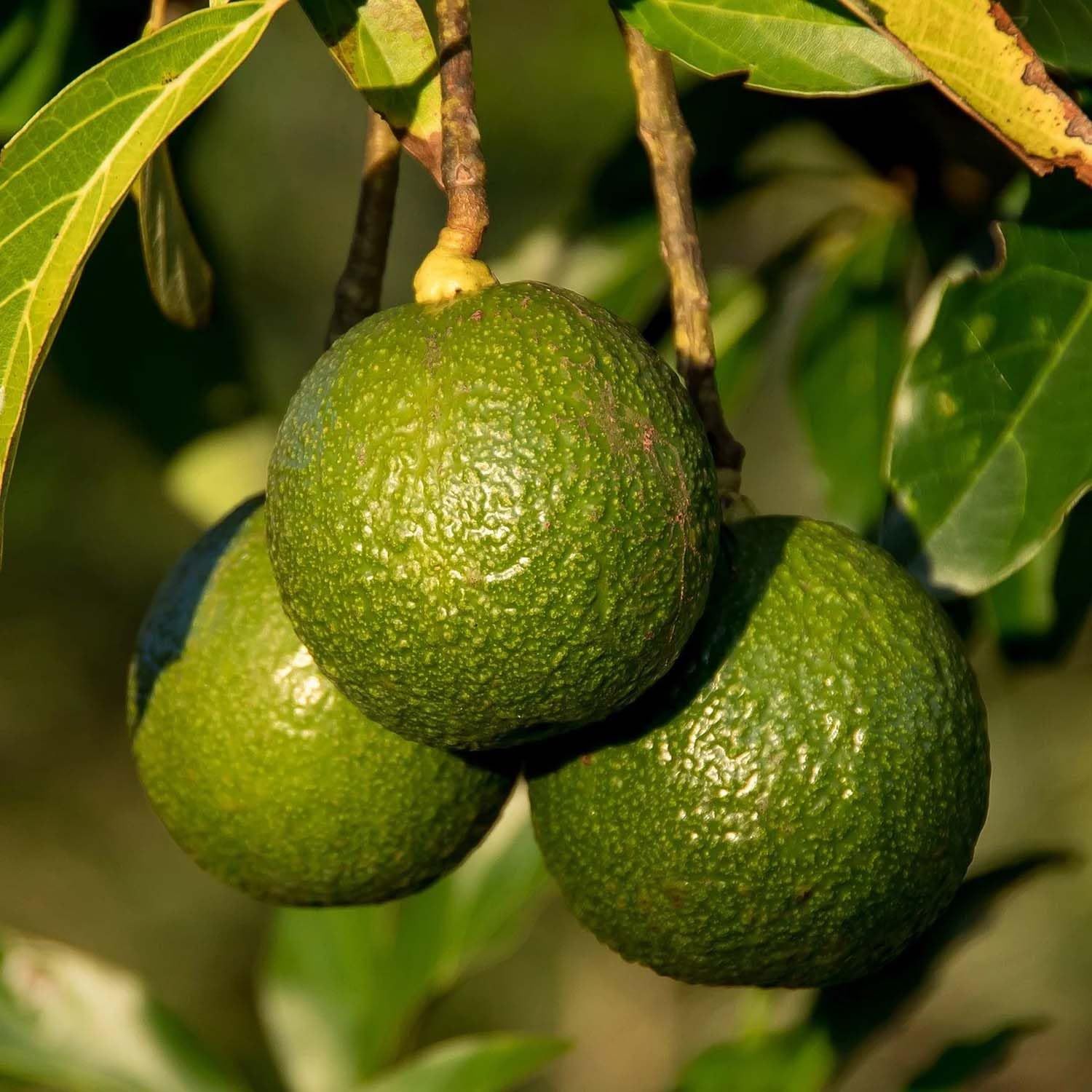 Avocado Monroe Round Butter Fruit variety Grafted Plants & Tree(1.5-3 Feet Size) - Tapobon