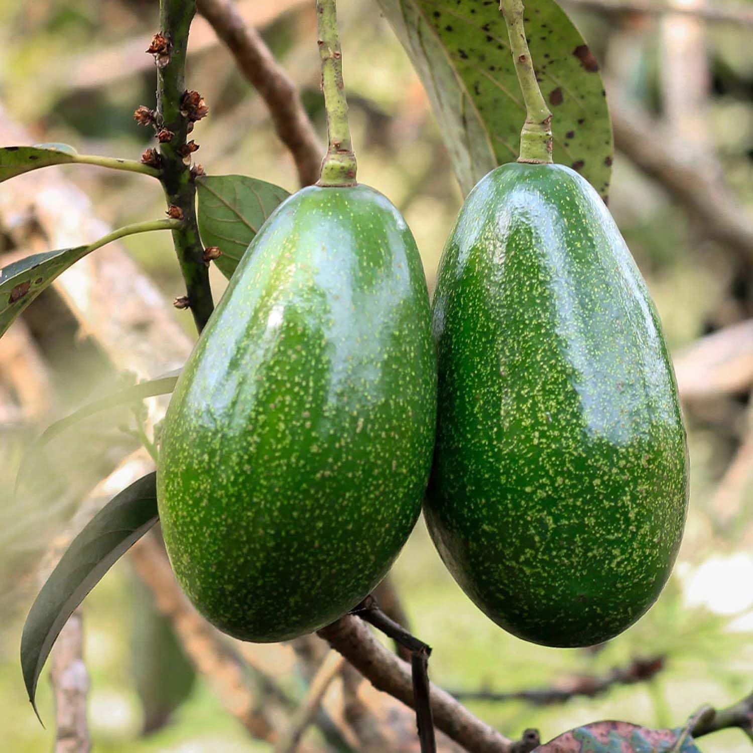 Avocado Seedling Butter Fruit variety Plants & Tree(1.5-3 Feet Size) - Tapobon