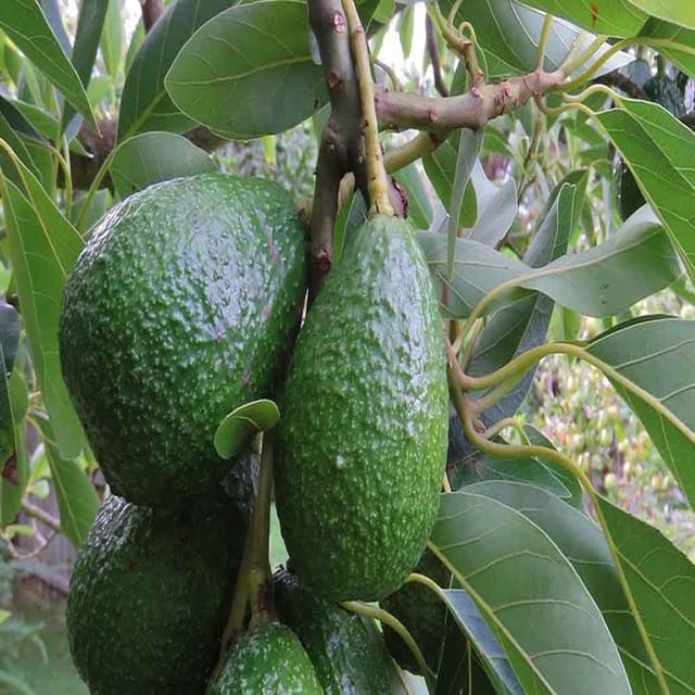 Avocado Hass Butter Fruit variety Grafted Plants & Tree(1.5-3 Feet Size) - Tapobon