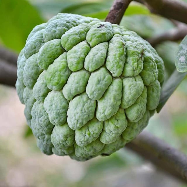Custard Apple Balanagar Green Sitafal Ata Variety Sugar Apple Fruit Grafted Plants & Tree(1.5-3 Feet Size) - Tapobon