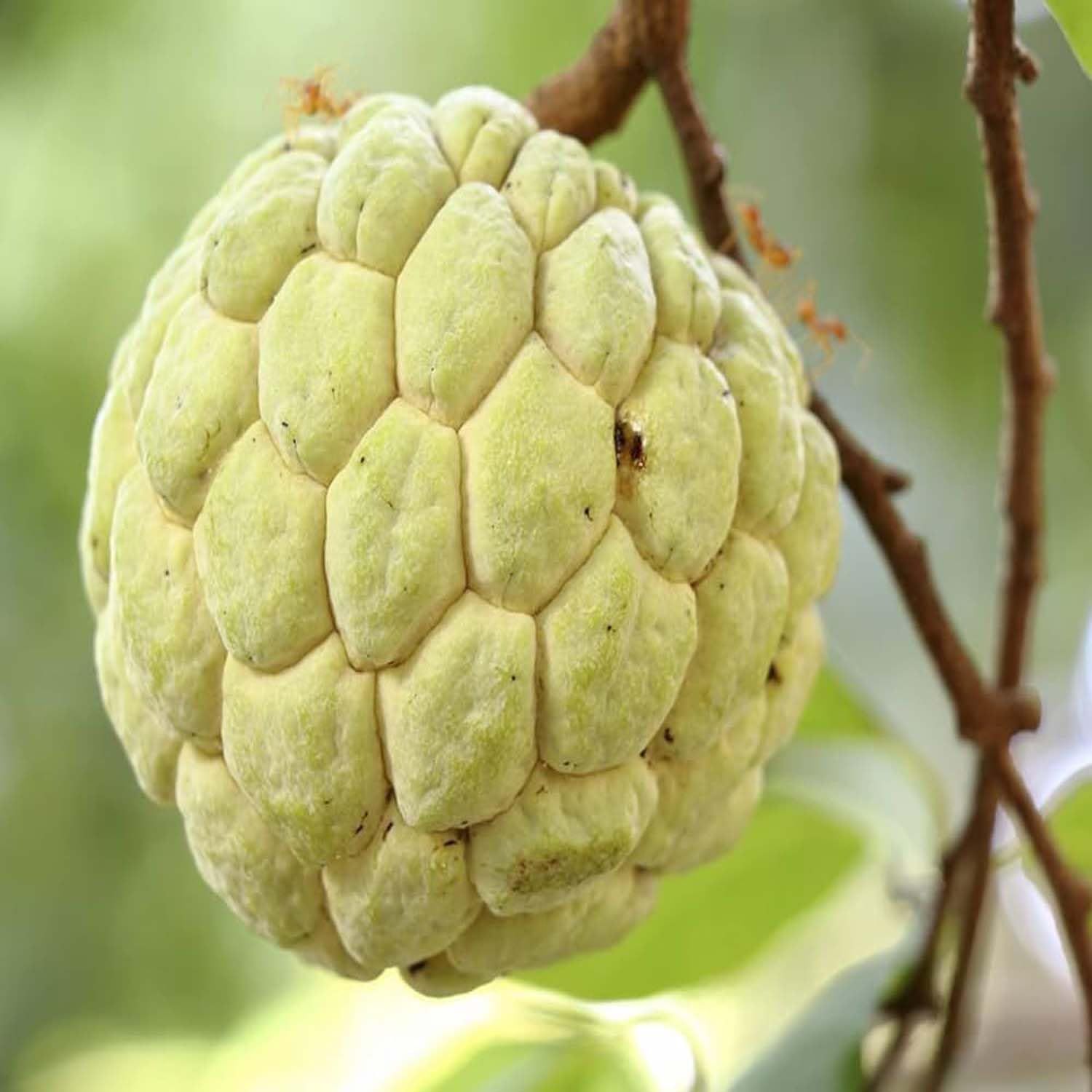 Custard Apple Super Golden Sitafal Ata Variety Sugar Apple Fruit Grafted Plants & Tree(1.5-3 Feet Size) - Tapobon