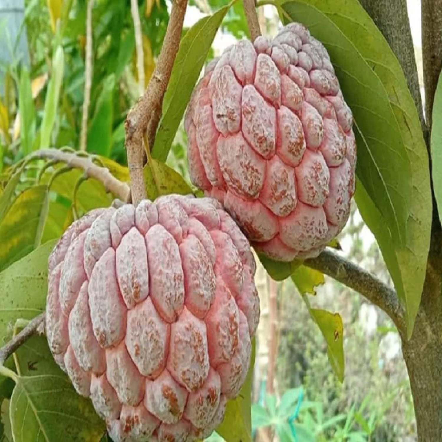 Custard Apple Red Sitafal Ata Variety Sugar Apple Fruit Grafted Plants & Tree(1.5-3 Feet Size) - Tapobon