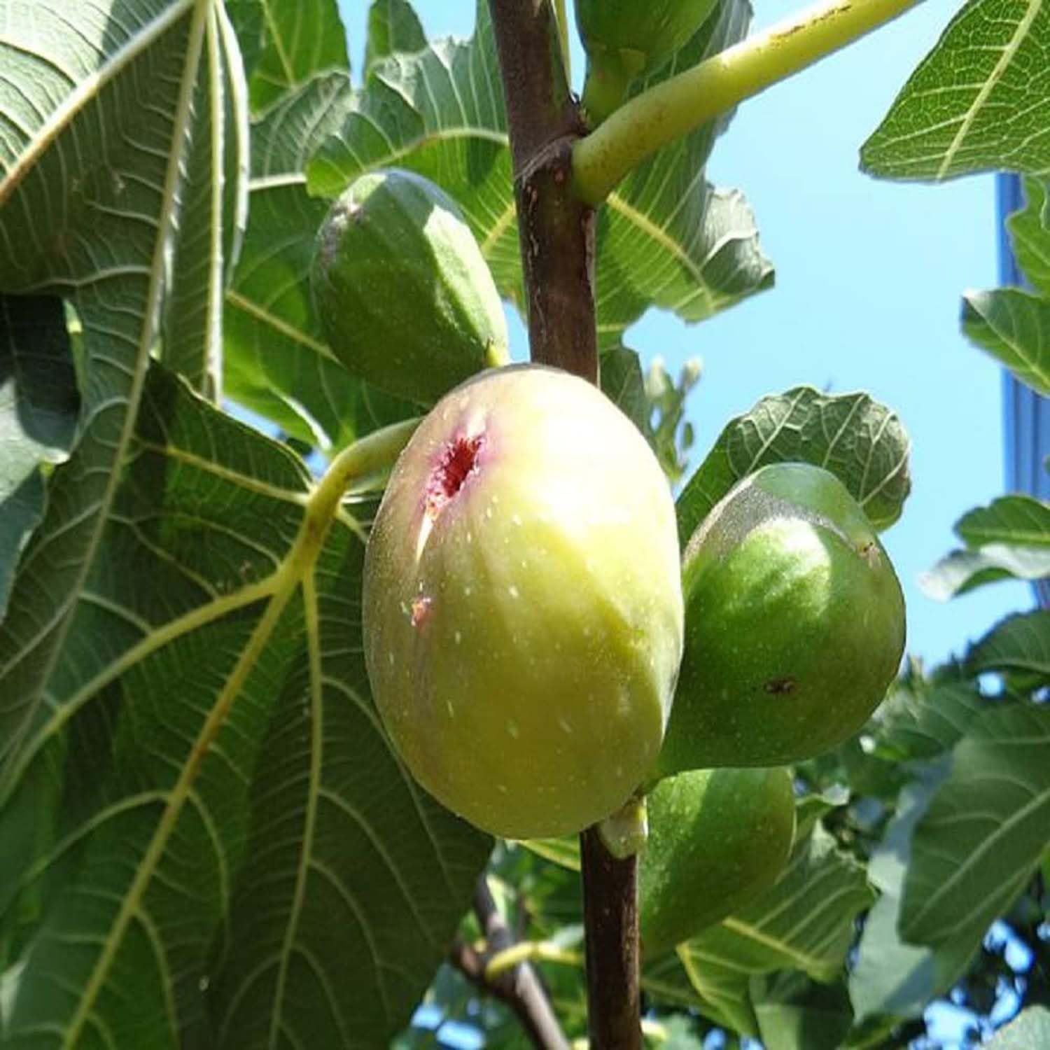 Anjeer Common Variety Fig Fruit (Air Layering/Grafted) Plants & Tree(1-2 Feet Size) - Tapobon