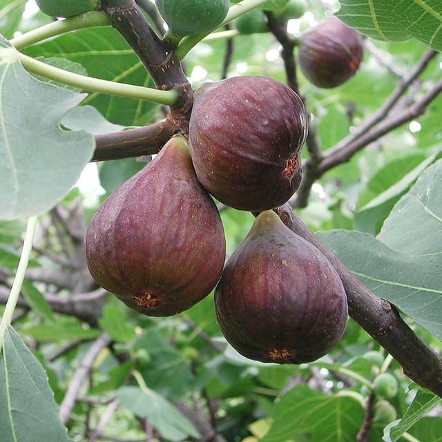Anjeer Brown Turkey Variety Fig Fruit (Air Layering/Grafted) Plants & Tree(1-2 Feet Size) - Tapobon